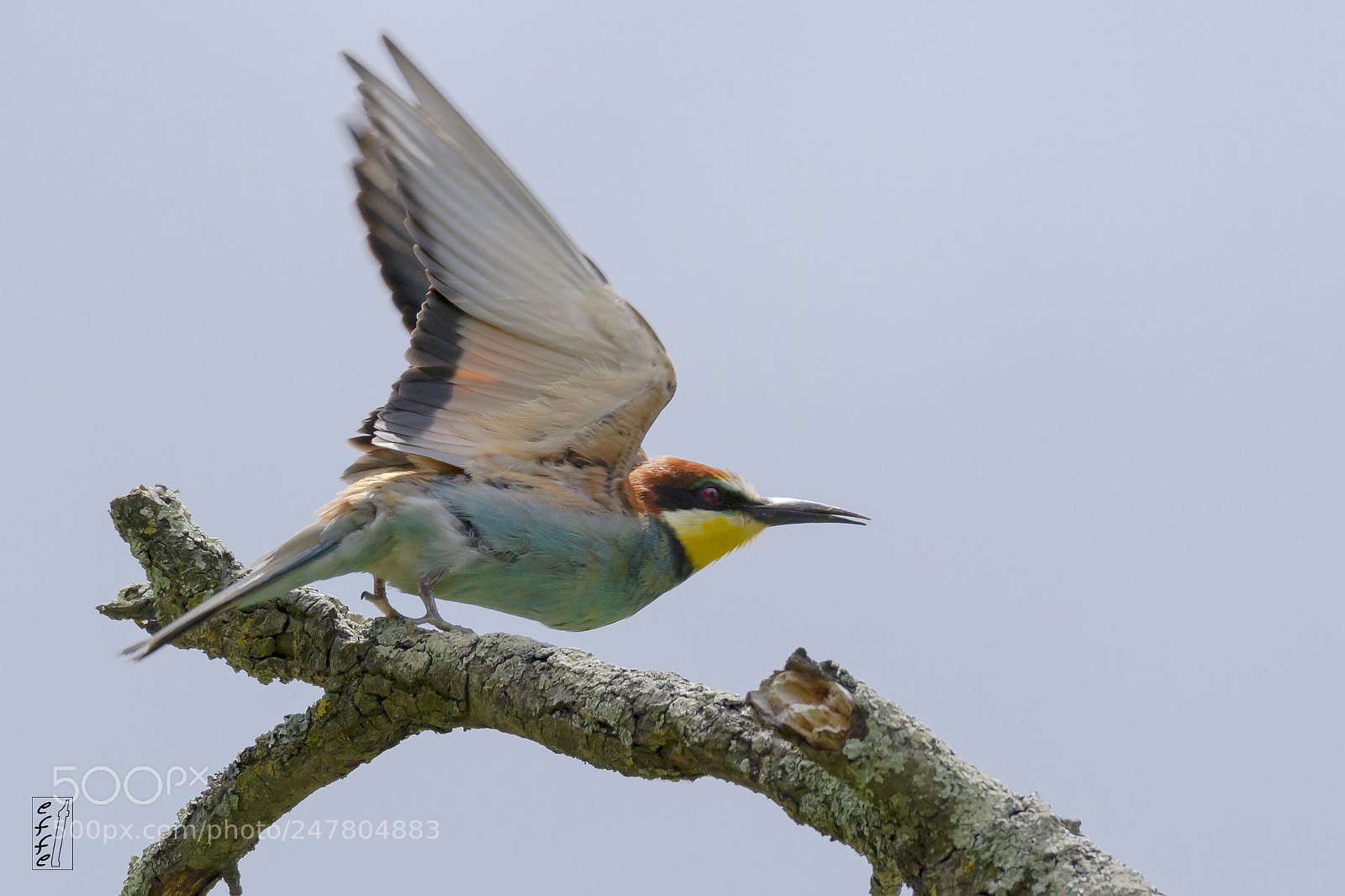 Canon EOS 7D sample photo. European bee-eater photography
