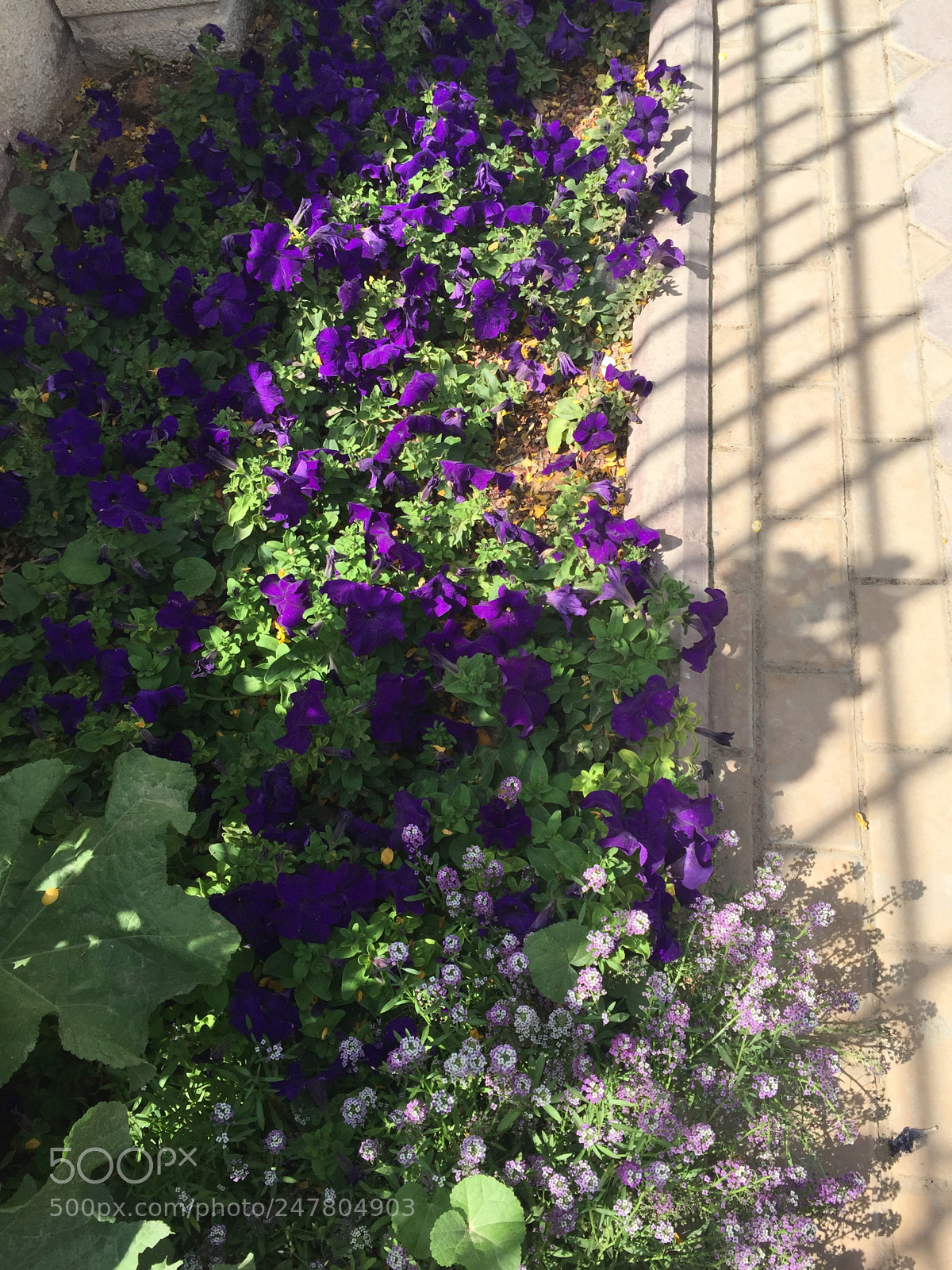 Apple iPhone 6 Plus sample photo. Untitled photography