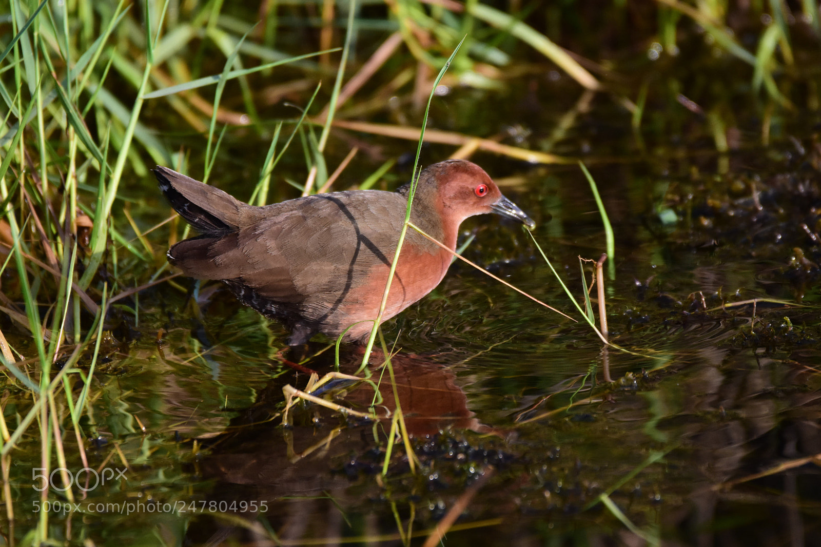 Nikon D7200 sample photo. Ruddy breasted crake (dsc_5348) photography