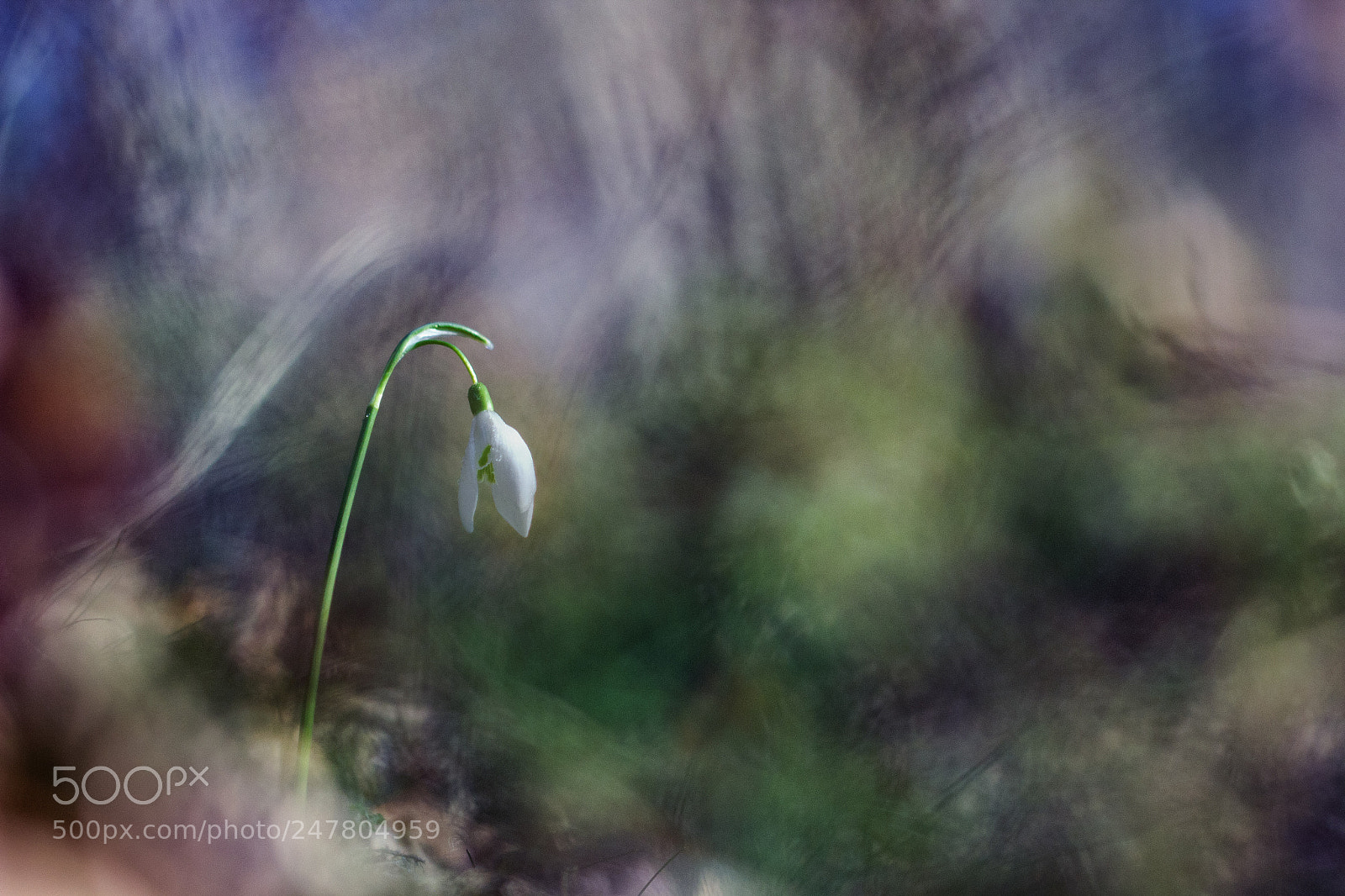 Canon EOS 600D (Rebel EOS T3i / EOS Kiss X5) sample photo. Perce-neige photography