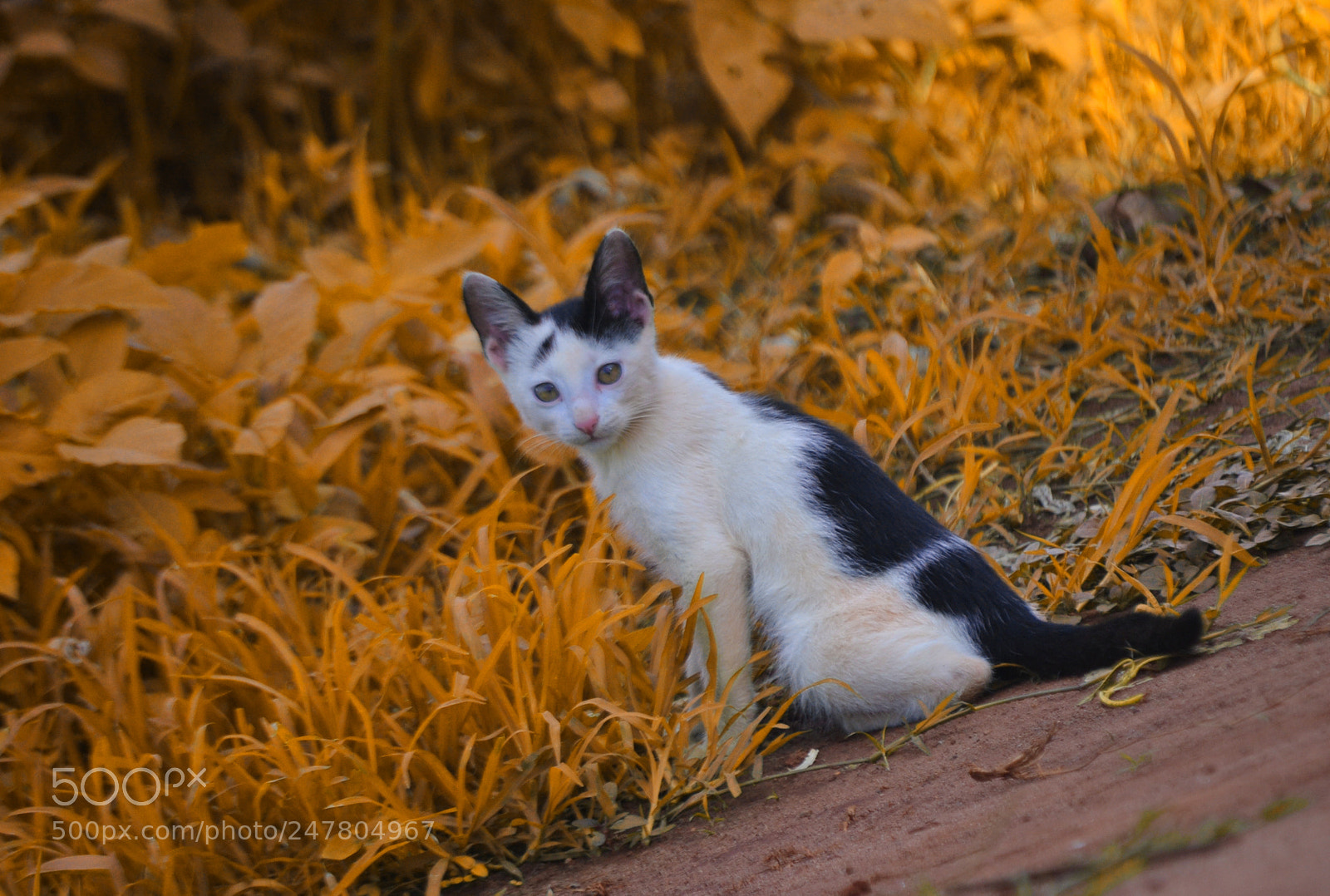 Nikon D3100 sample photo. Untitled photography