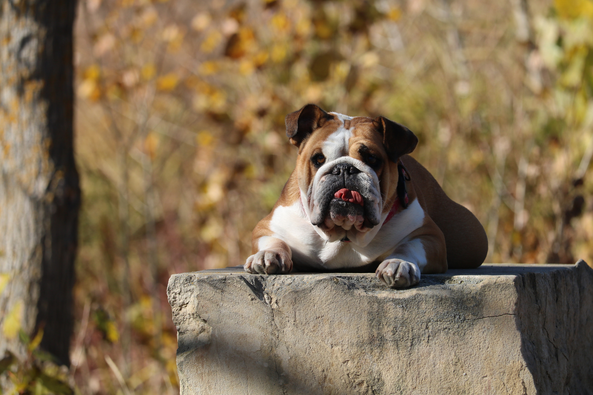 Canon EF-S 55-250mm F4-5.6 IS STM sample photo. Lya, my dog photography