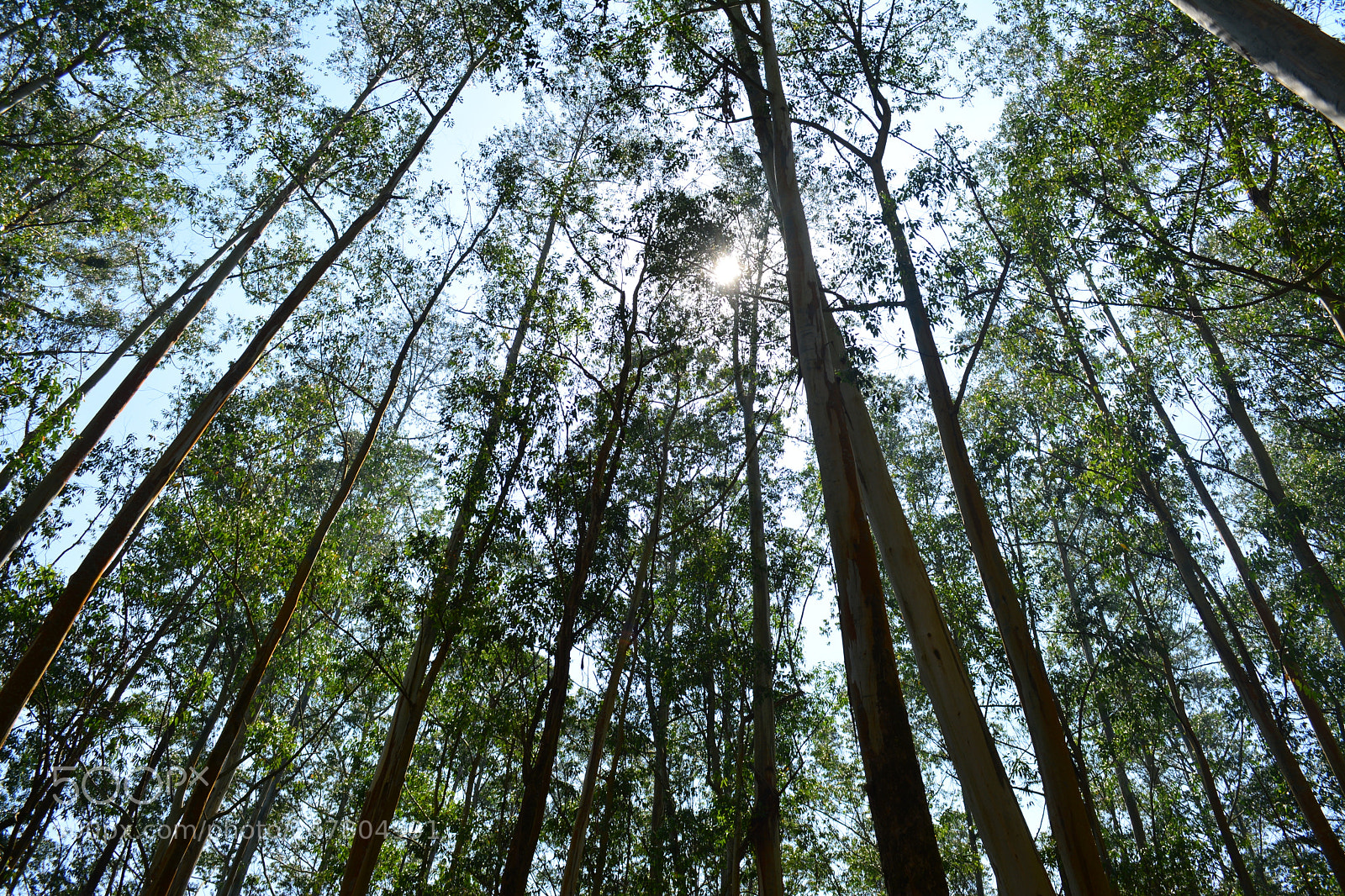 Nikon D5200 sample photo. Munnar nature photography