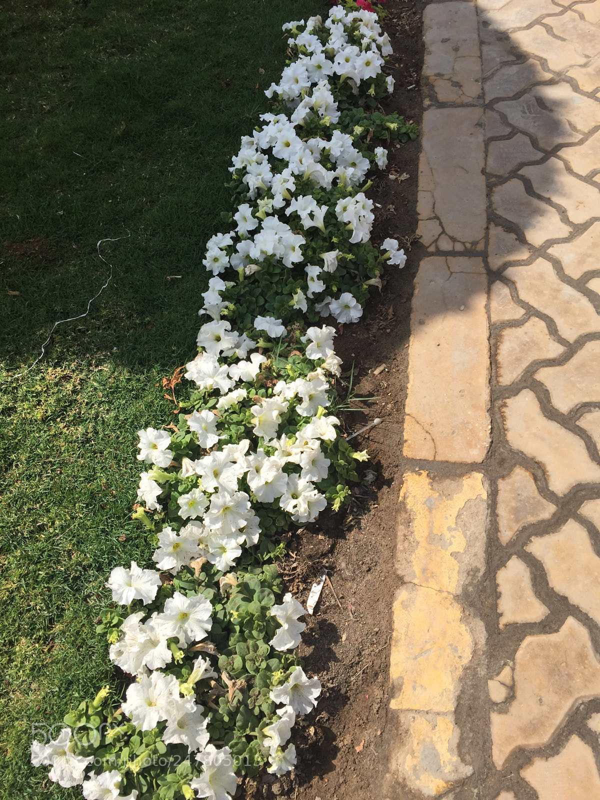Apple iPhone 6 Plus sample photo. Untitled photography