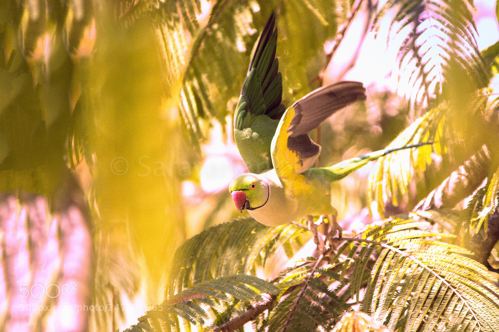 Canon EOS 100D (EOS Rebel SL1 / EOS Kiss X7) sample photo. Parrot photography