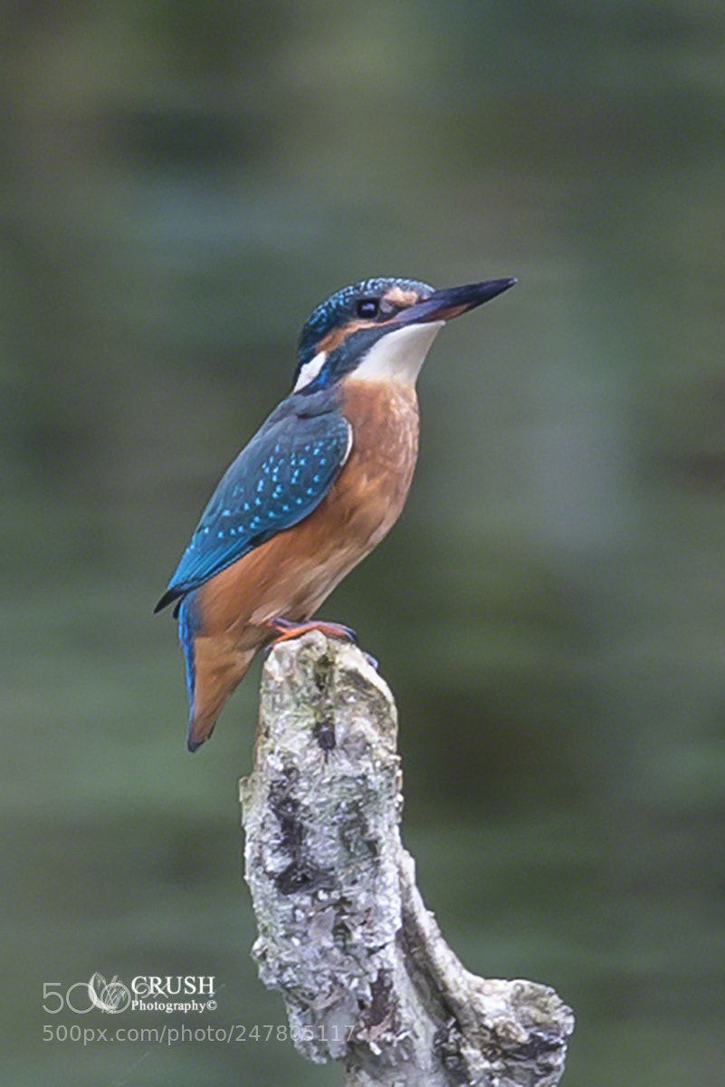 Canon EOS-1D X sample photo. Kingfisher photography