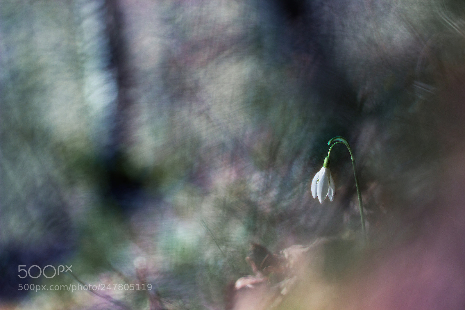 Canon EOS 600D (Rebel EOS T3i / EOS Kiss X5) sample photo. Perce-neige photography