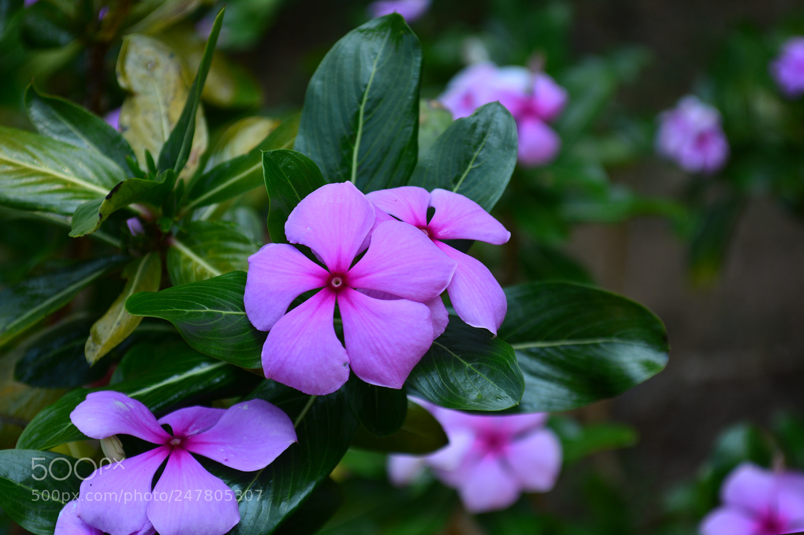 Nikon D5200 sample photo. Munnar flower photography