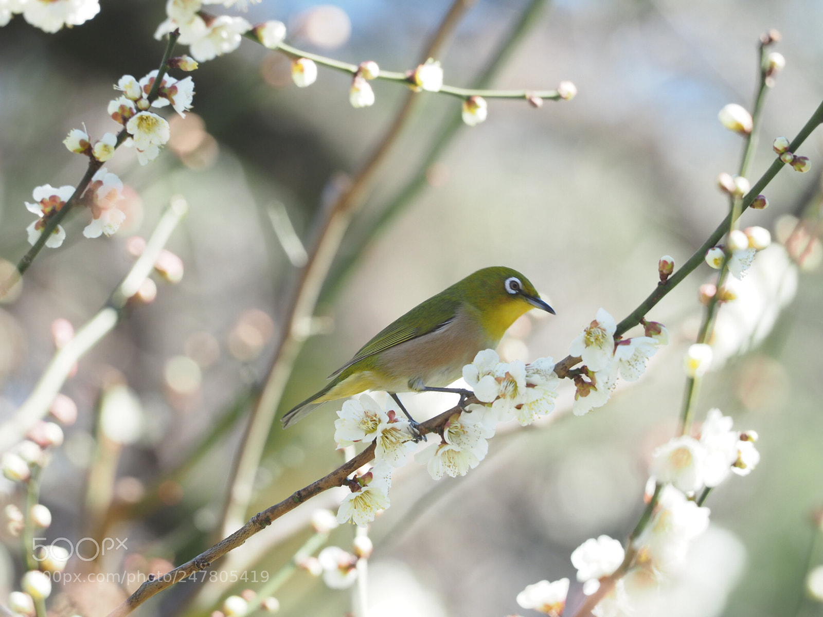 Olympus OM-D E-M1 Mark II sample photo. Spring time photography