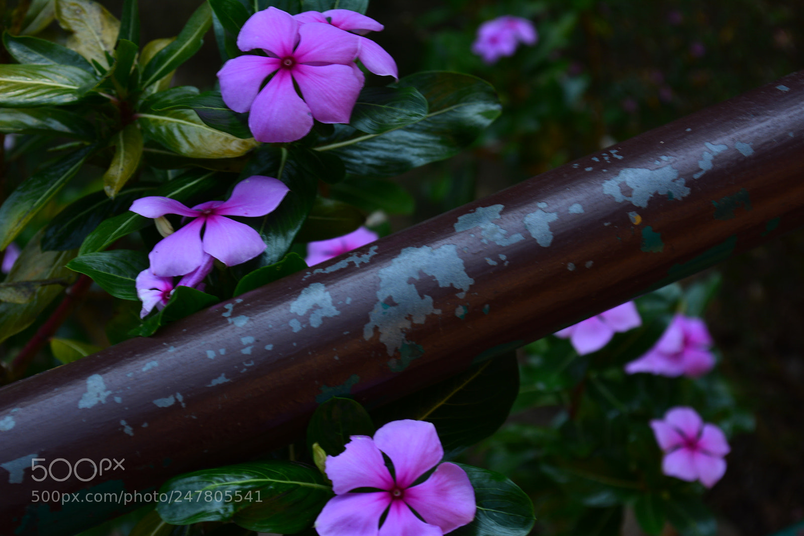 Nikon D5200 sample photo. Munnar flower photography