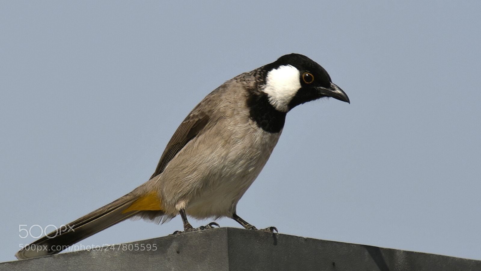 Nikon AF-S Nikkor 200-500mm F5.6E ED VR sample photo. White-eared bulbul photography