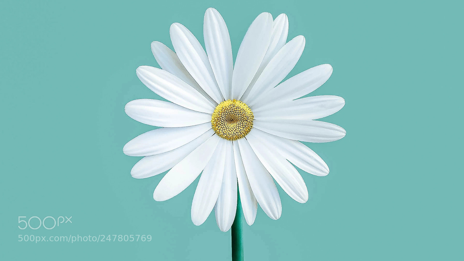 Canon EOS 7D Mark II sample photo. Marguerite photography