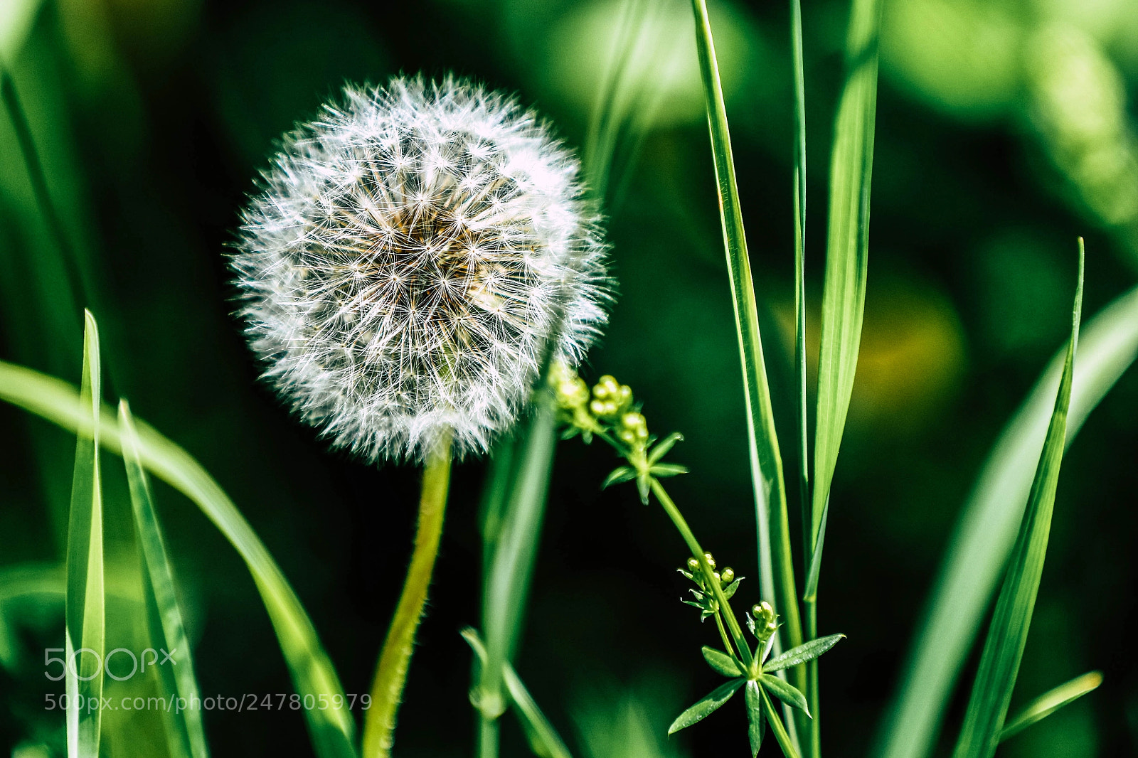 Canon EOS 7D Mark II sample photo. Dandelion photography
