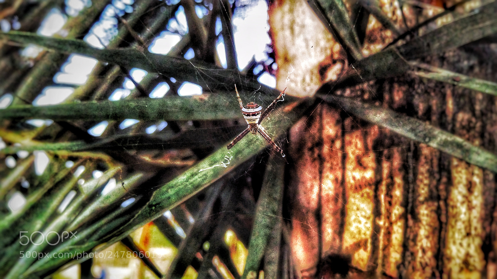 Motorola Moto G (5S) Plus sample photo. Untitled photography