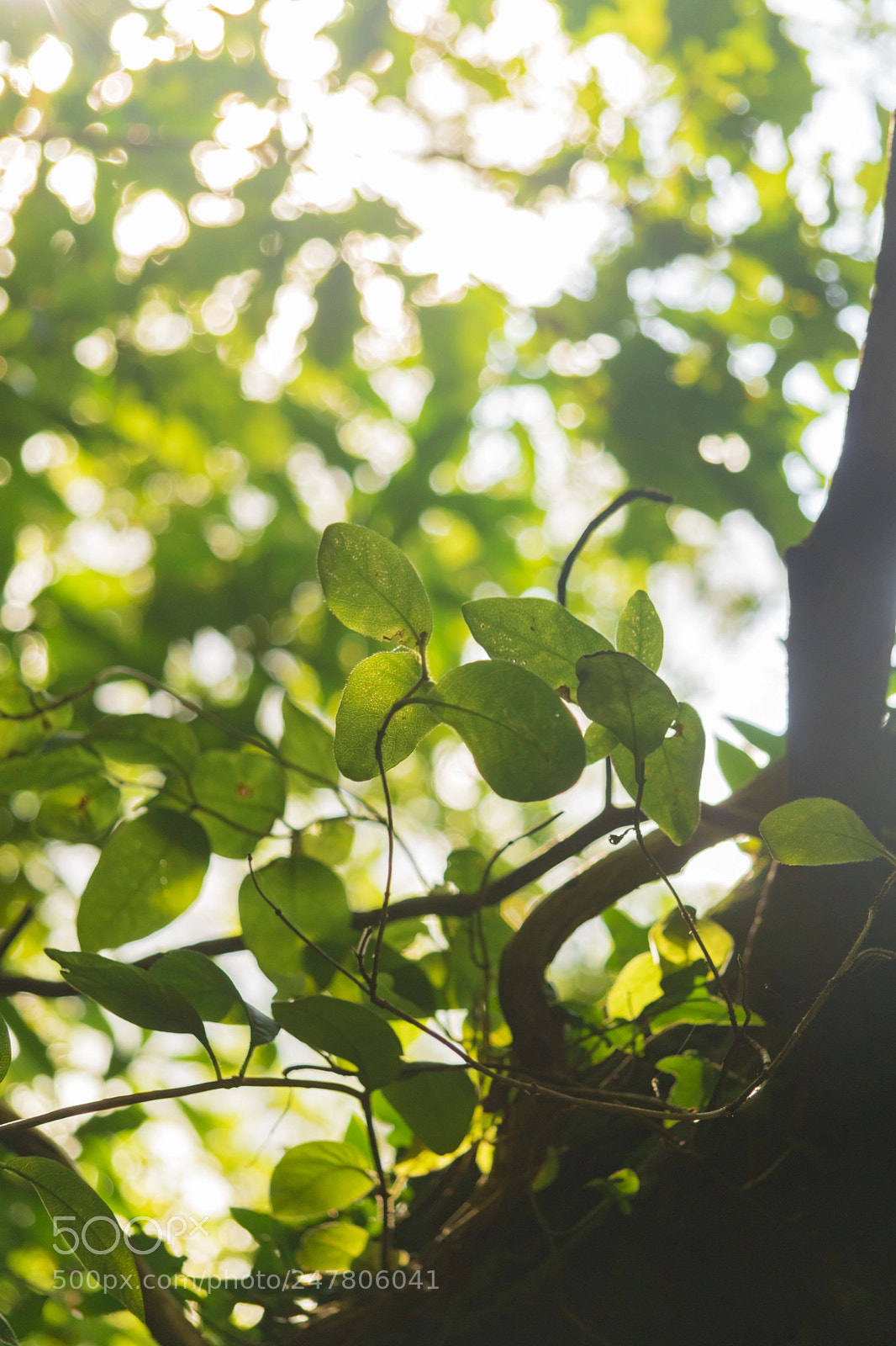 Canon EOS 750D (EOS Rebel T6i / EOS Kiss X8i) sample photo. Summer leaves photography