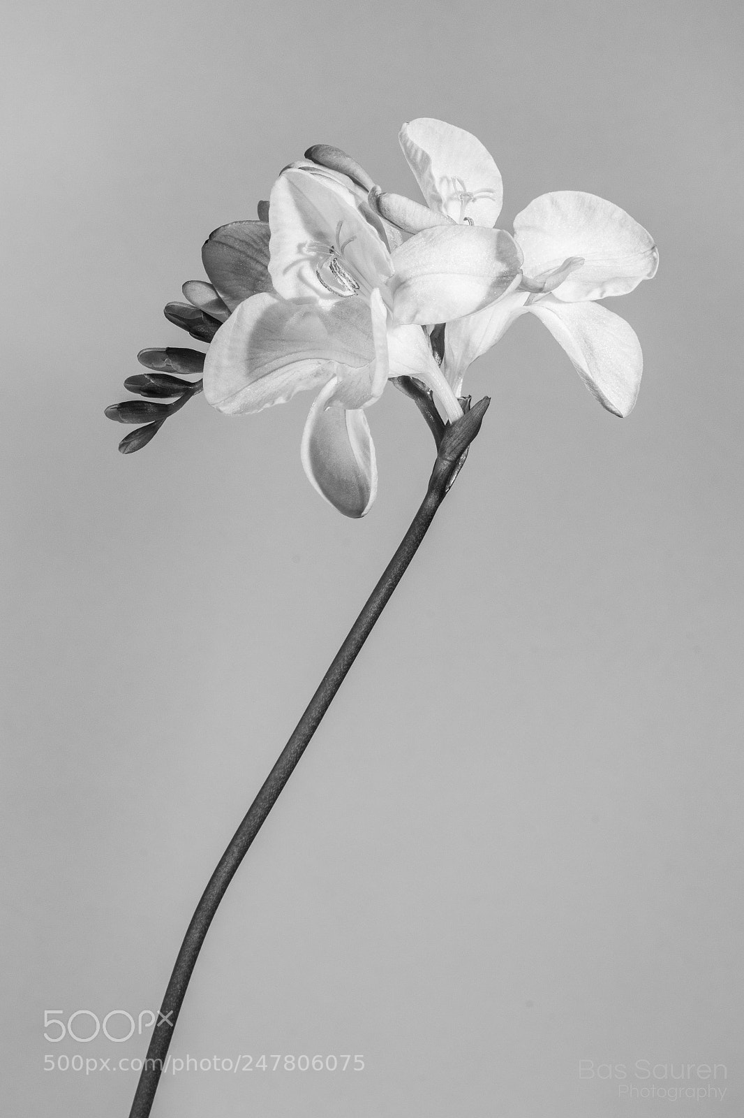 Nikon D7200 sample photo. Flowers (b&w) photography