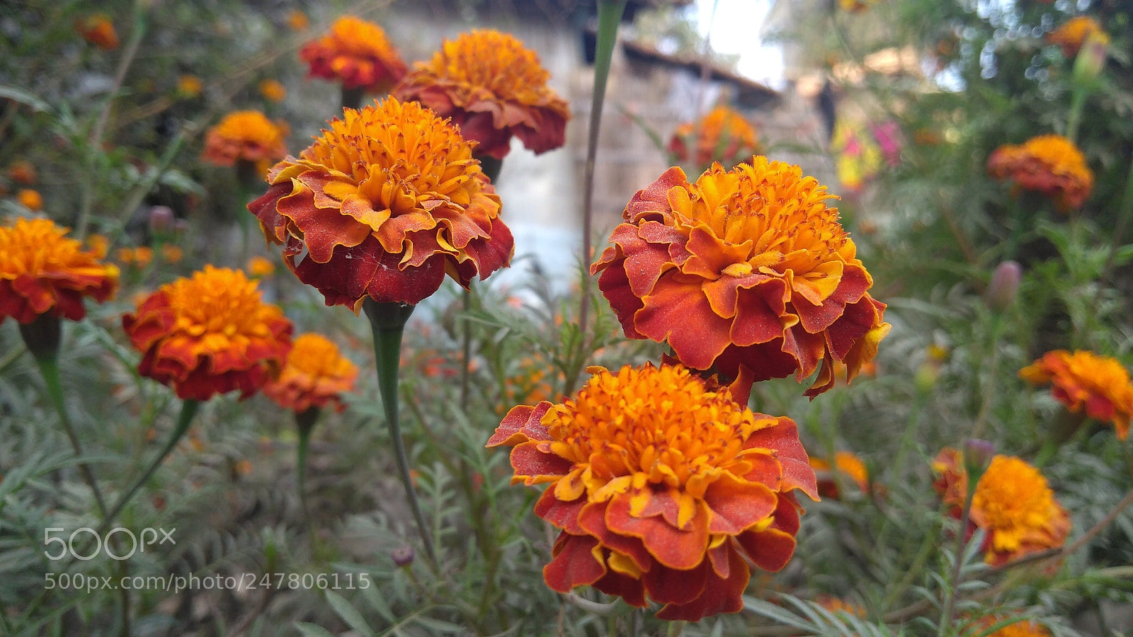 Motorola Moto G (5S) Plus sample photo. Untitled photography