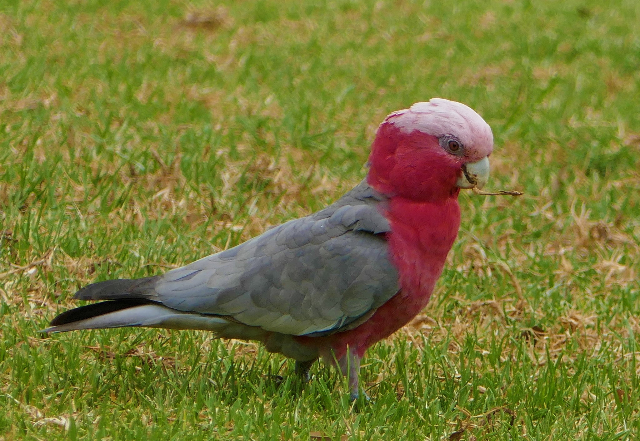 Panasonic DMC-TZ110 sample photo. Female galah photography