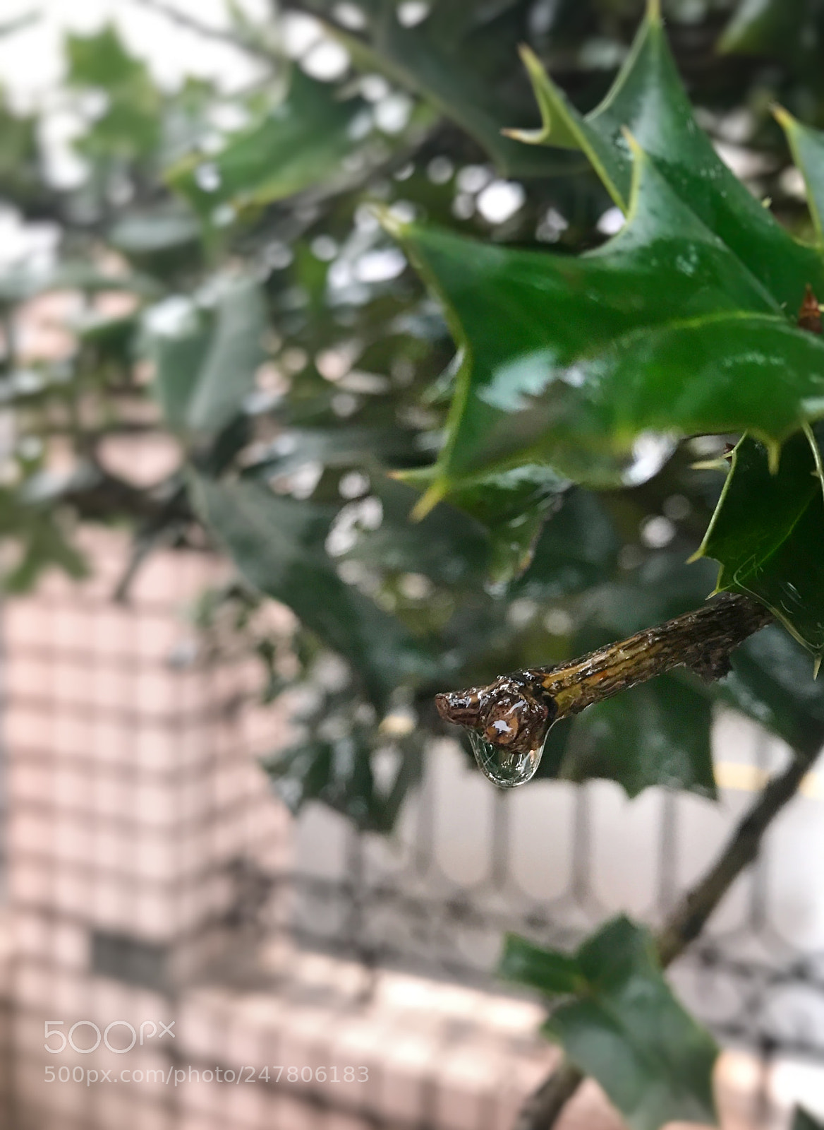 Apple iPhone 7 Plus sample photo. A drop of spring photography