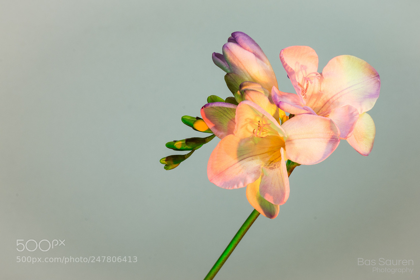 Nikon D7200 sample photo. Flowers (colour) photography