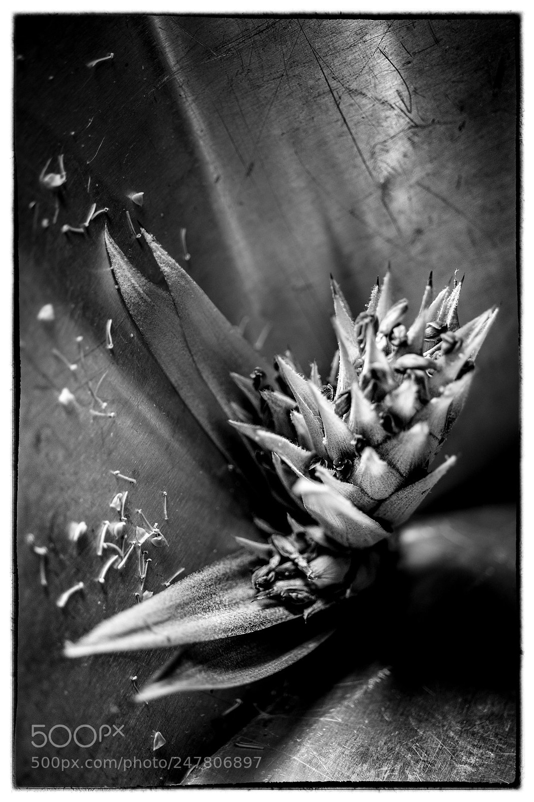 Sony a7 sample photo. Aechmea blossom partial view photography