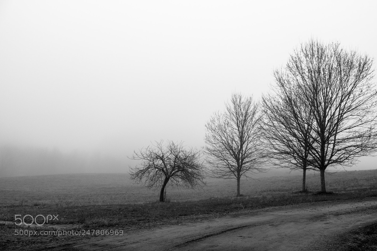 Fujifilm X-T2 sample photo. Morning fog photography