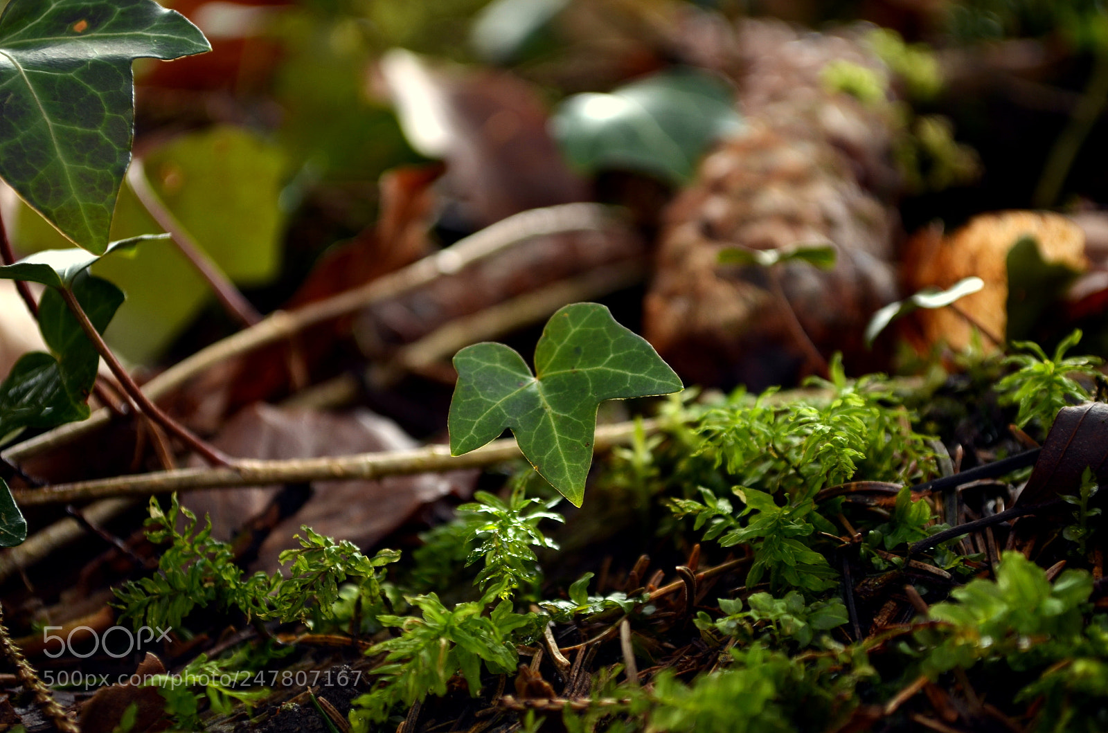 Nikon D5100 sample photo. Ivy and pine cone photography