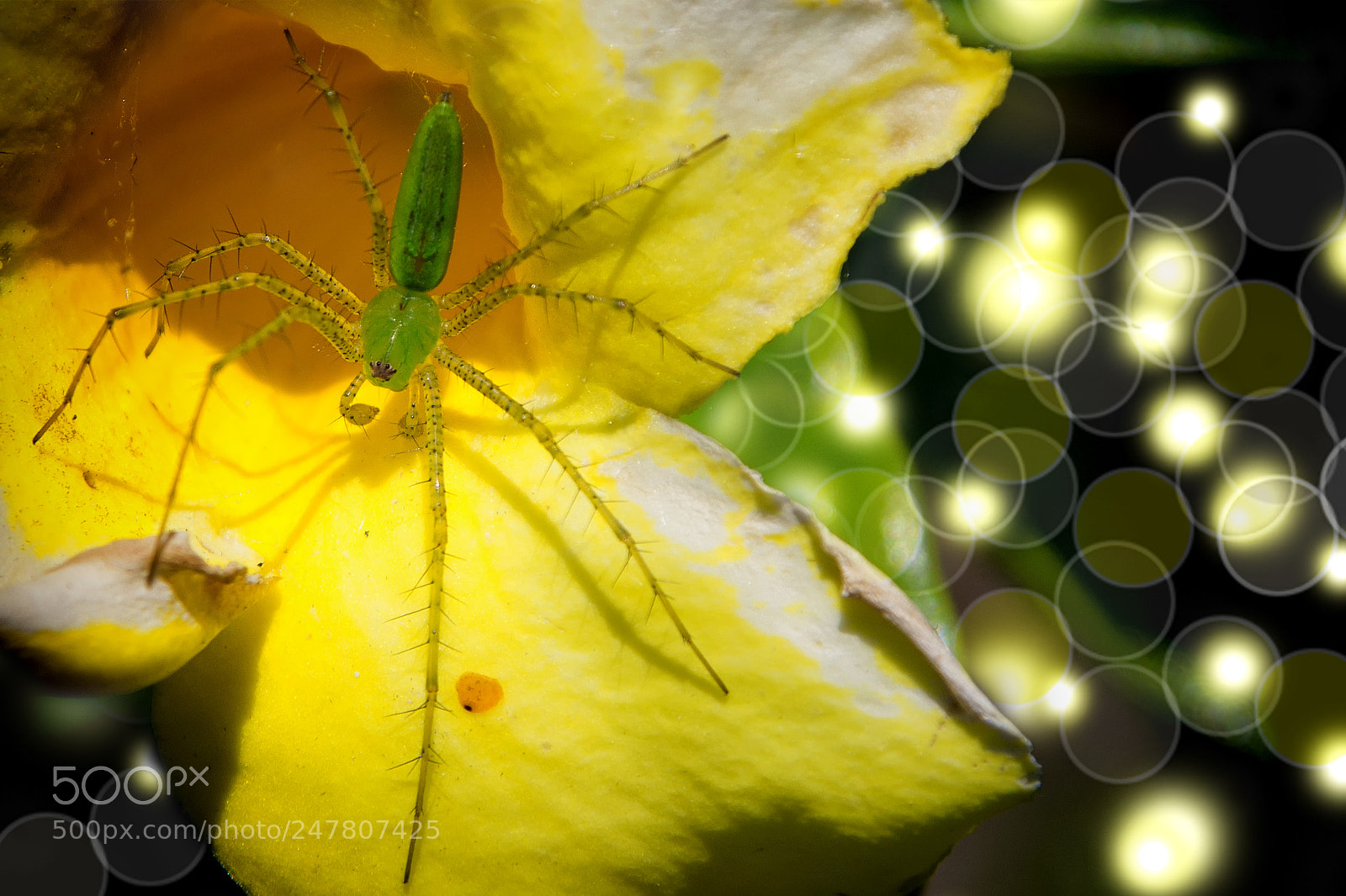 Sony SLT-A57 sample photo. Green spider. photography