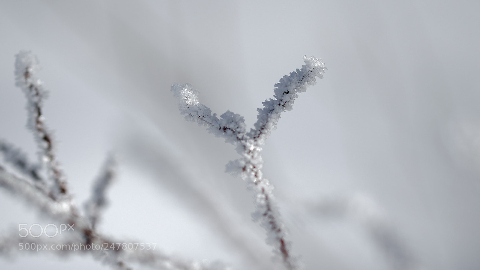 Nikon D5100 sample photo. Frozen vegetal photography