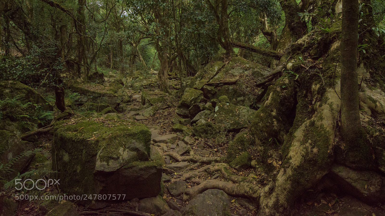 Nikon D7200 sample photo. Mitchell river loop track photography
