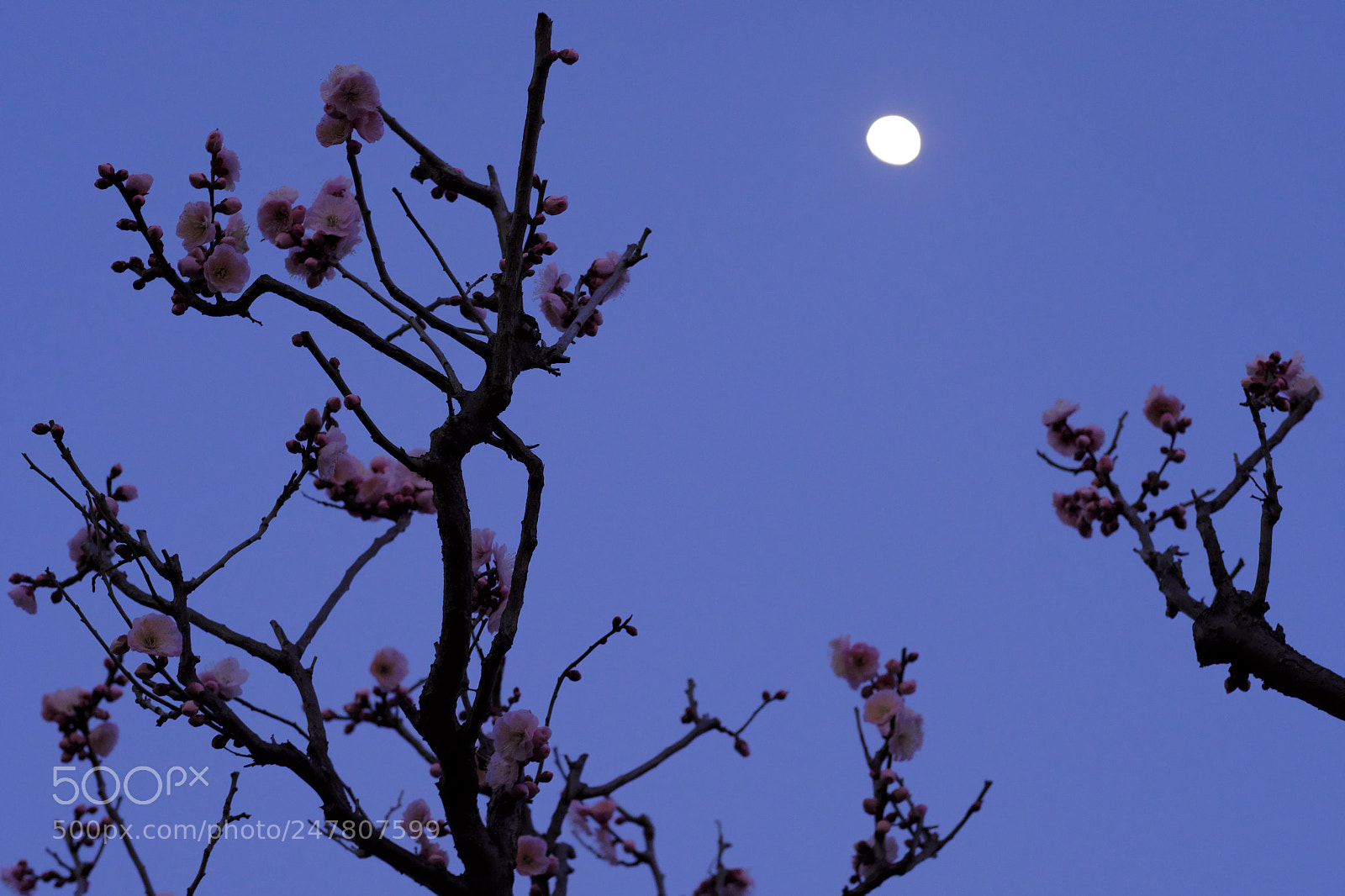 Fujifilm X-T2 sample photo. Ume by night photography