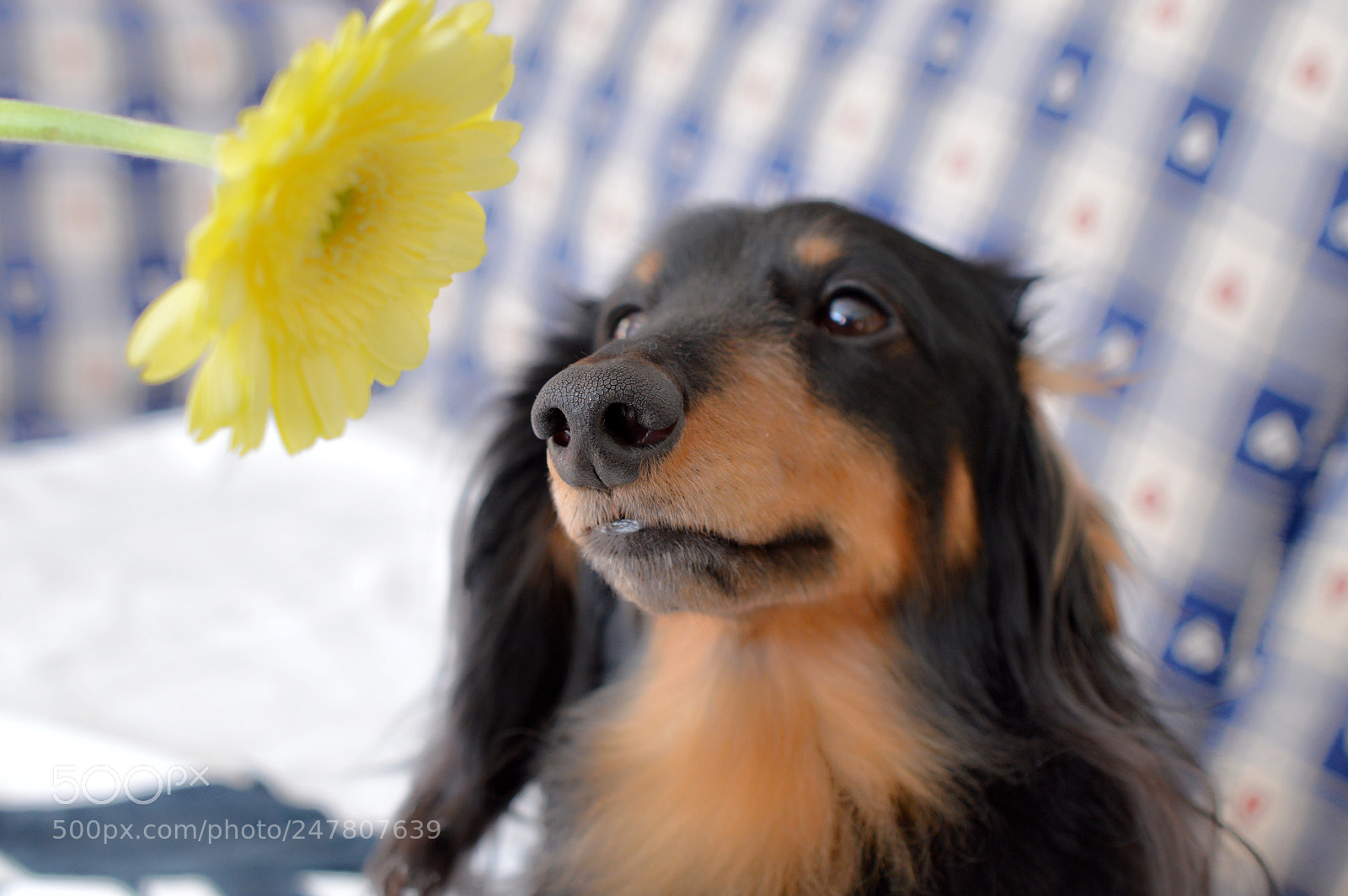 Nikon D3200 sample photo. Favorite leon〜♪ photography