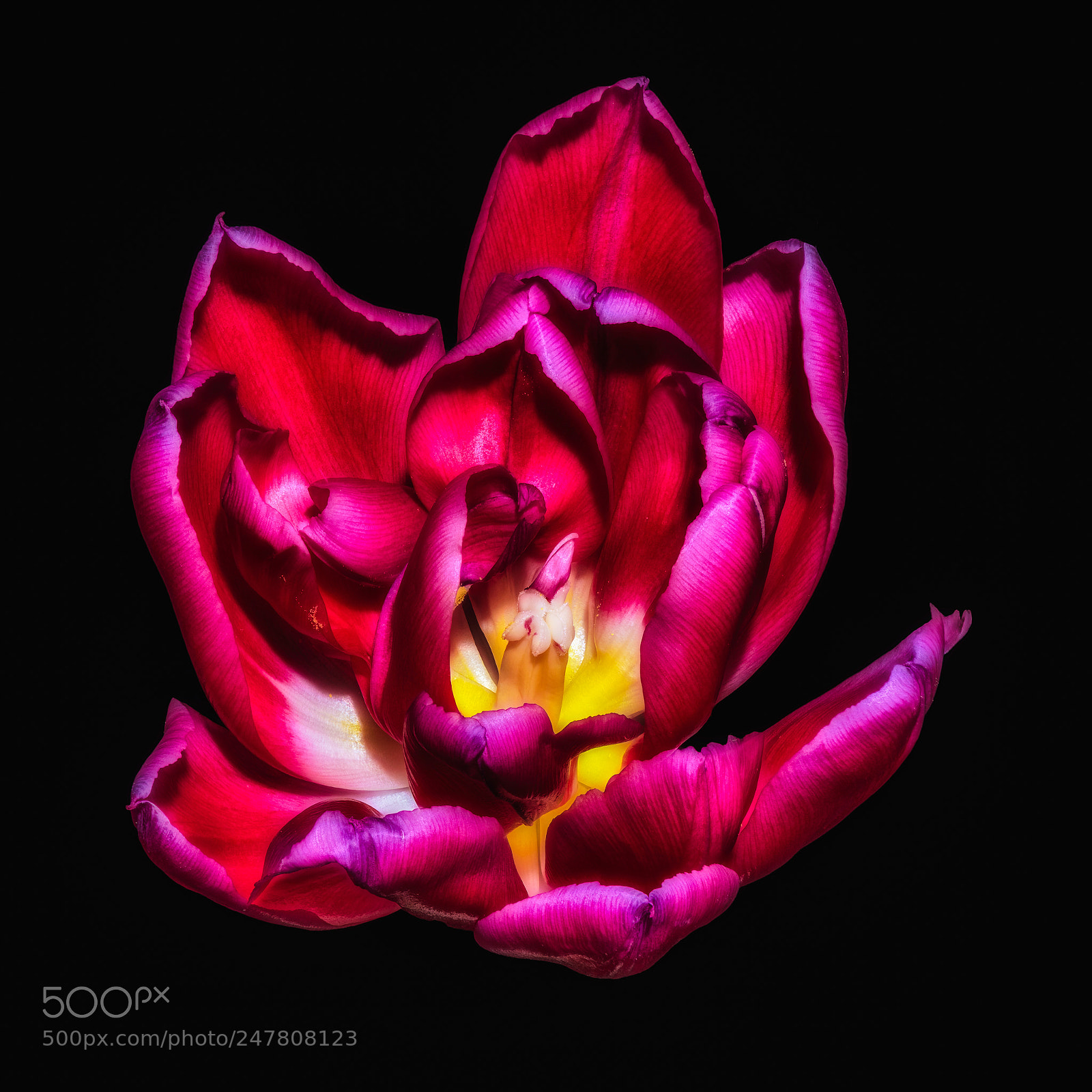 Nikon D810 sample photo. Tulip fantasy photography