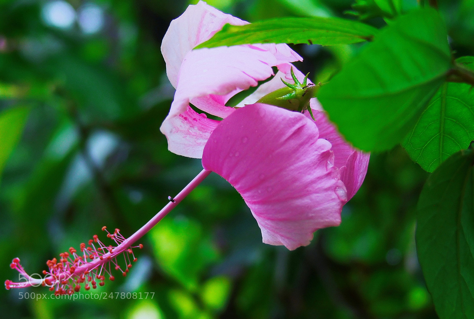 Panasonic DMC-FZ30 sample photo. In the pink photography