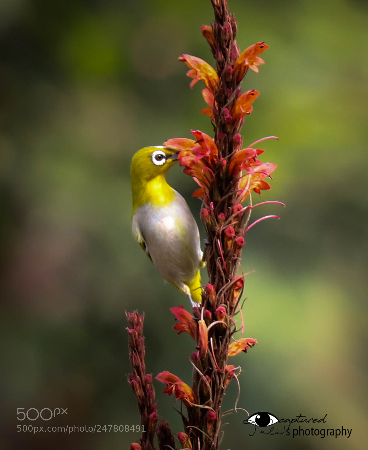 Canon EOS 6D Mark II sample photo. Oriental white eye photography