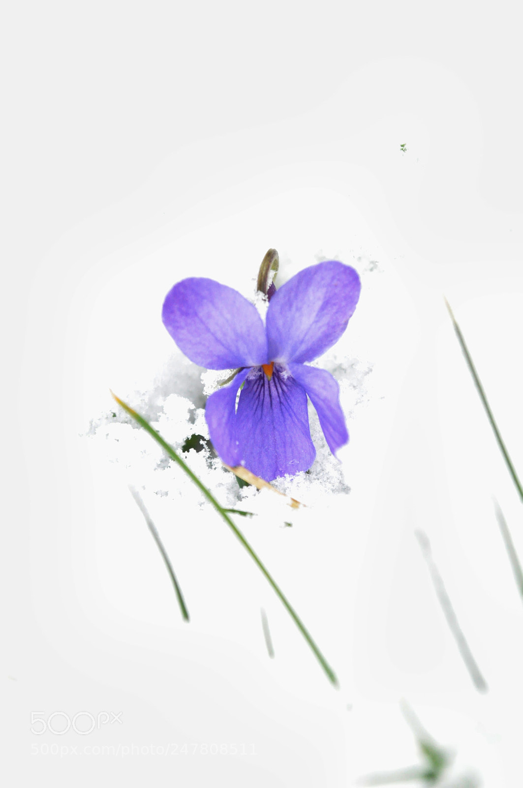 Nikon D5000 sample photo. Unexpected surprise photography