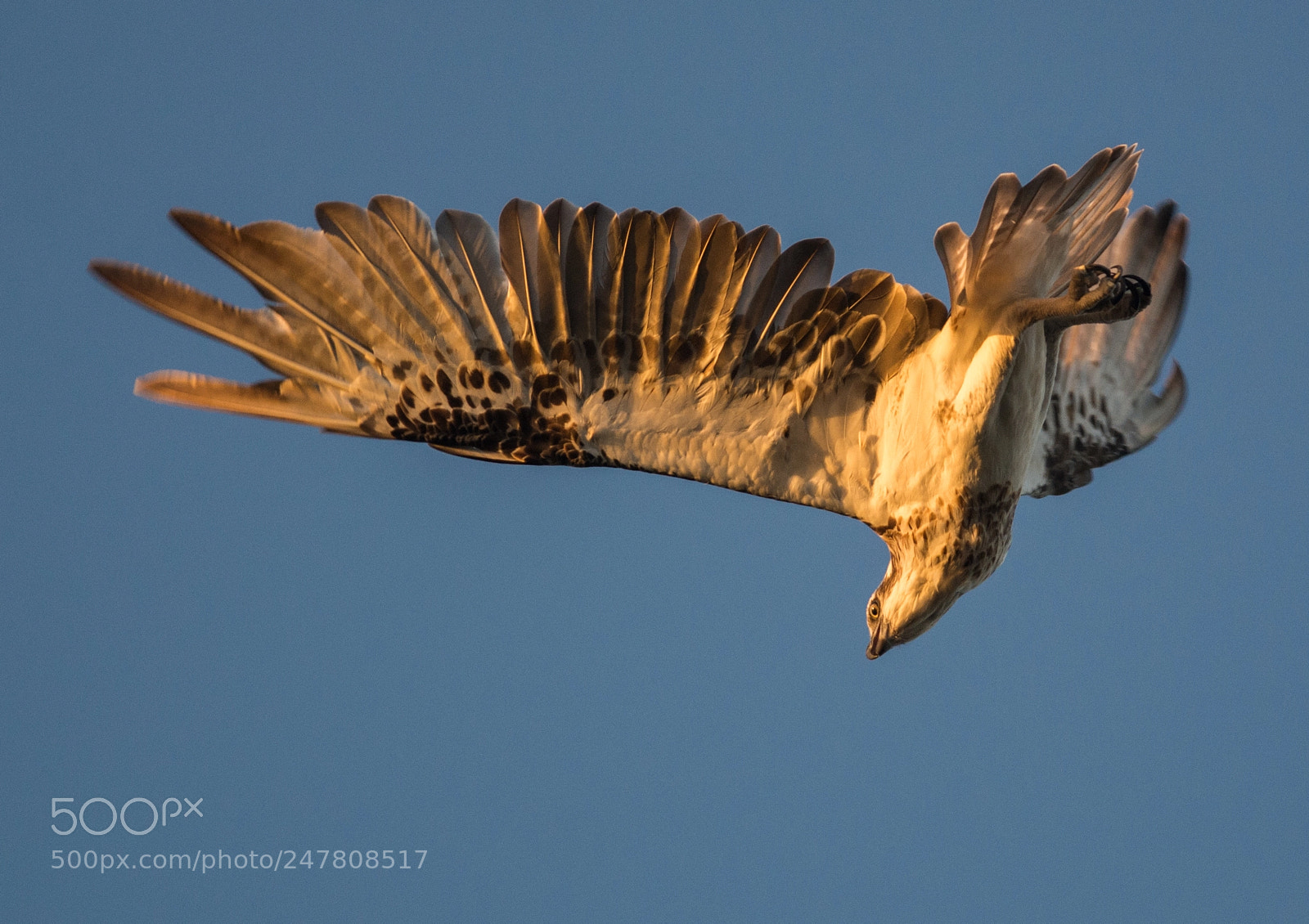 Nikon D7100 sample photo. Osprey diving though air photography