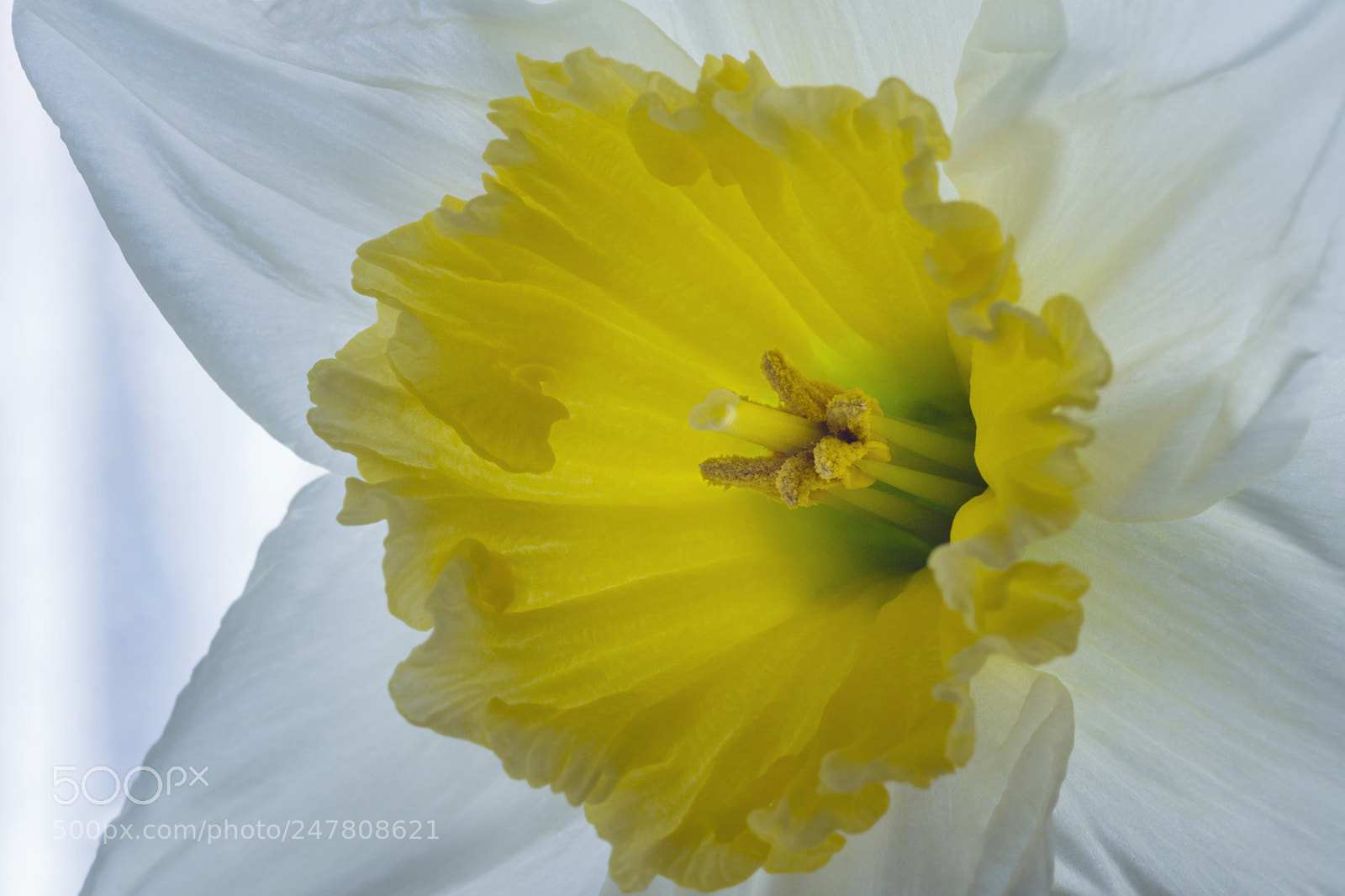 Sony SLT-A65 (SLT-A65V) sample photo. Daffodil ice follies photography
