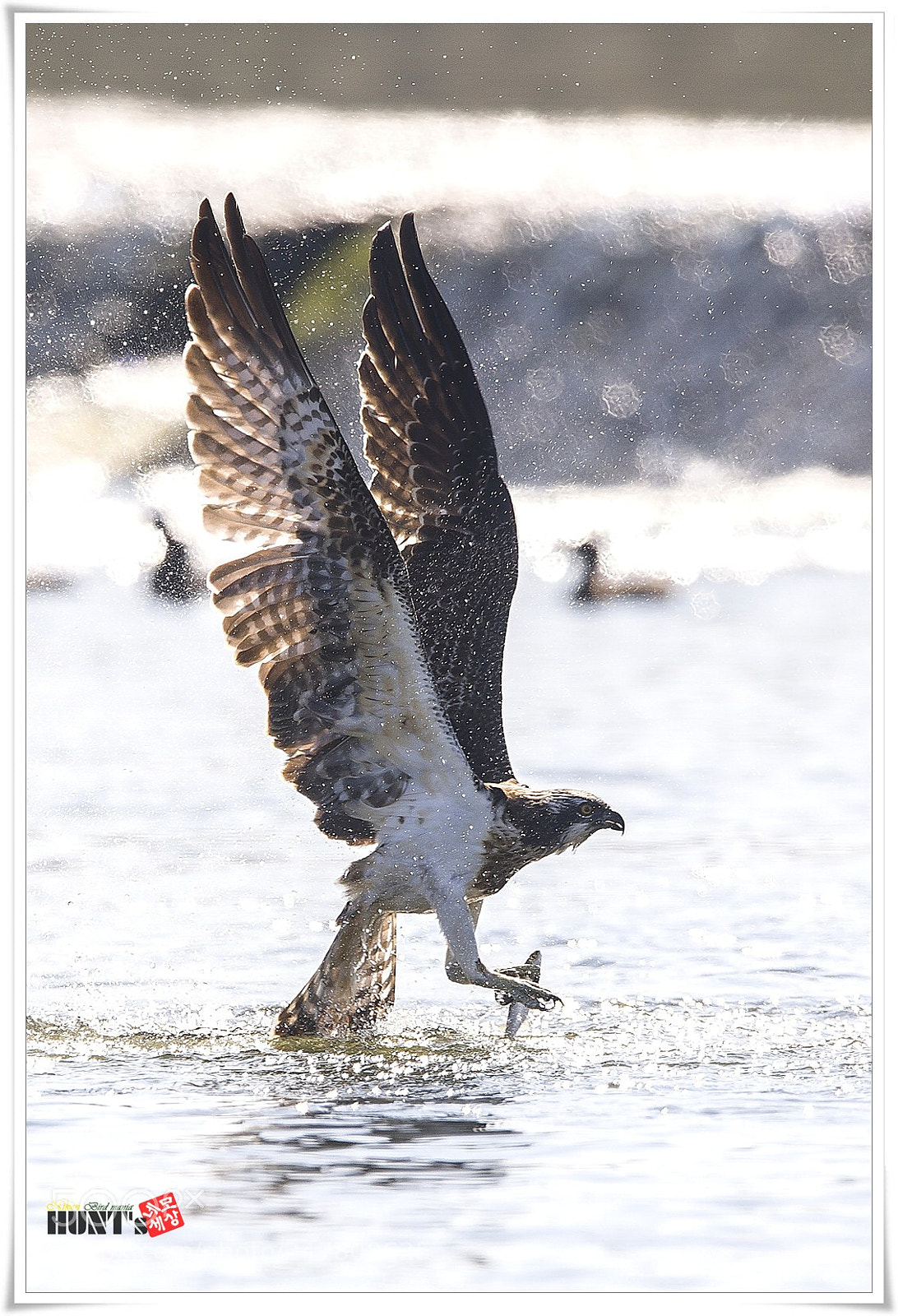 Nikon D5 sample photo. Osprey photography