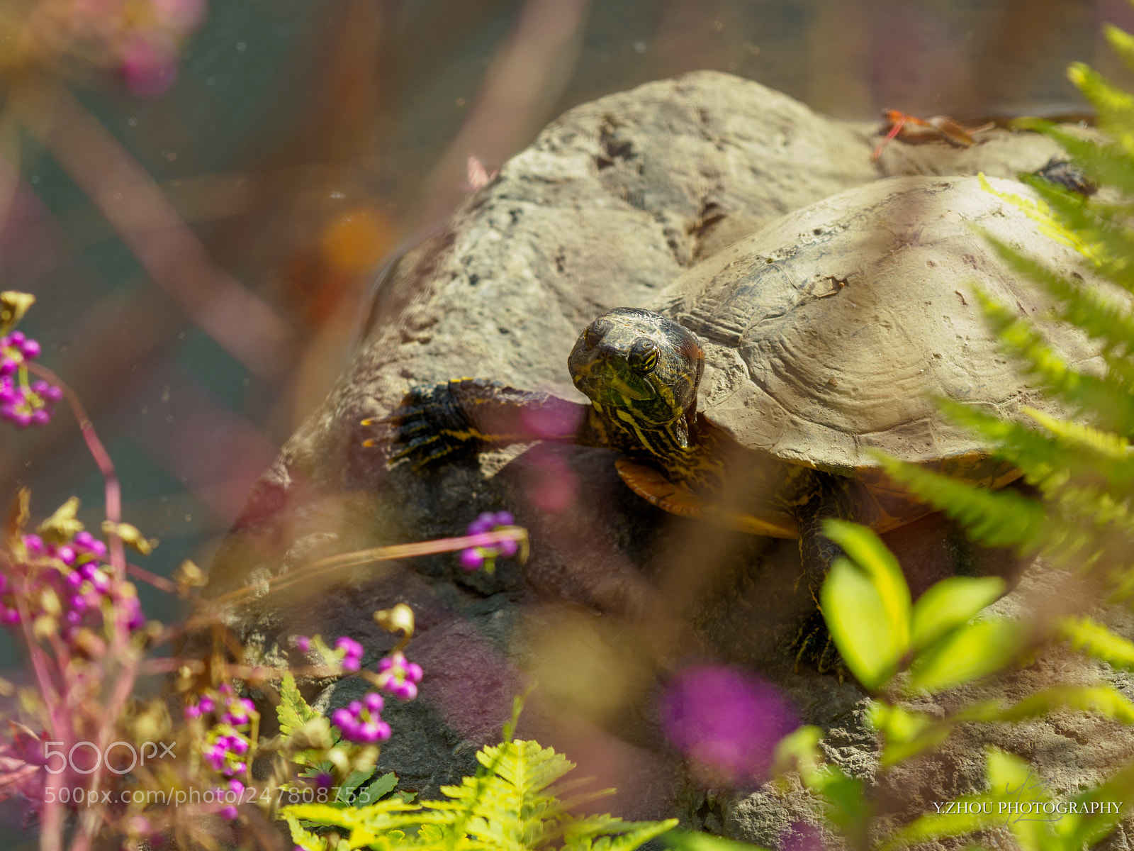 Olympus OM-D E-M1 Mark II sample photo. Tortoise photography