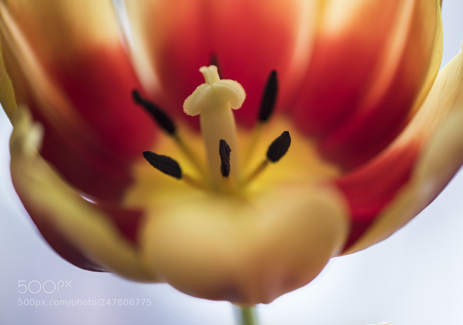 Nikon D810 sample photo. February tulip photography