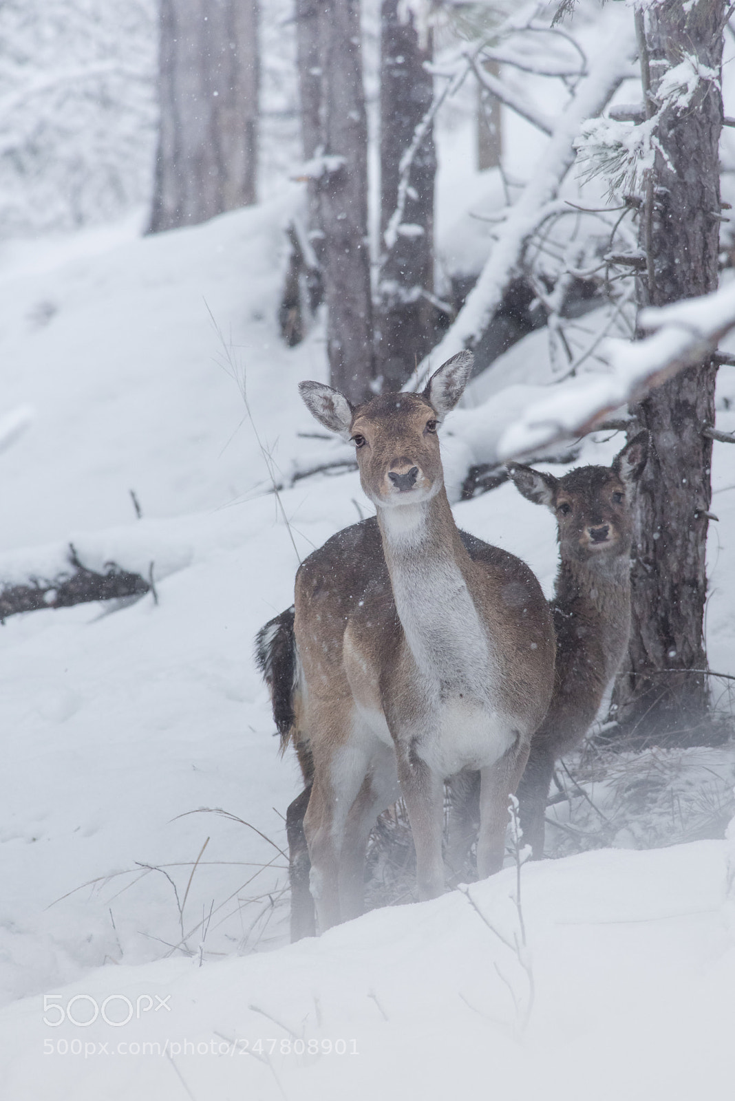 Nikon D810 sample photo. Fallow deers photography