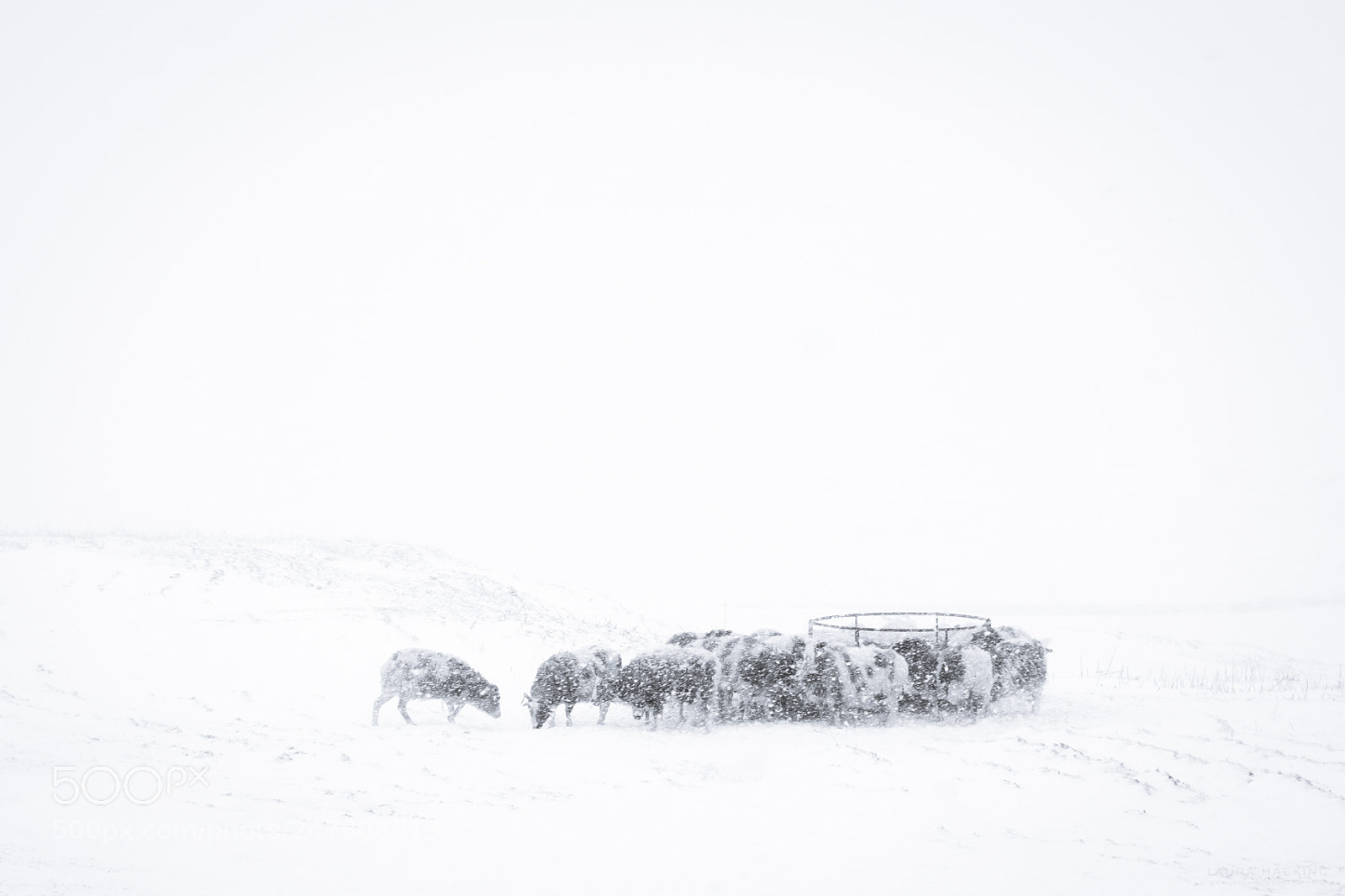 Fujifilm X-T1 sample photo. Sheep in the snow photography