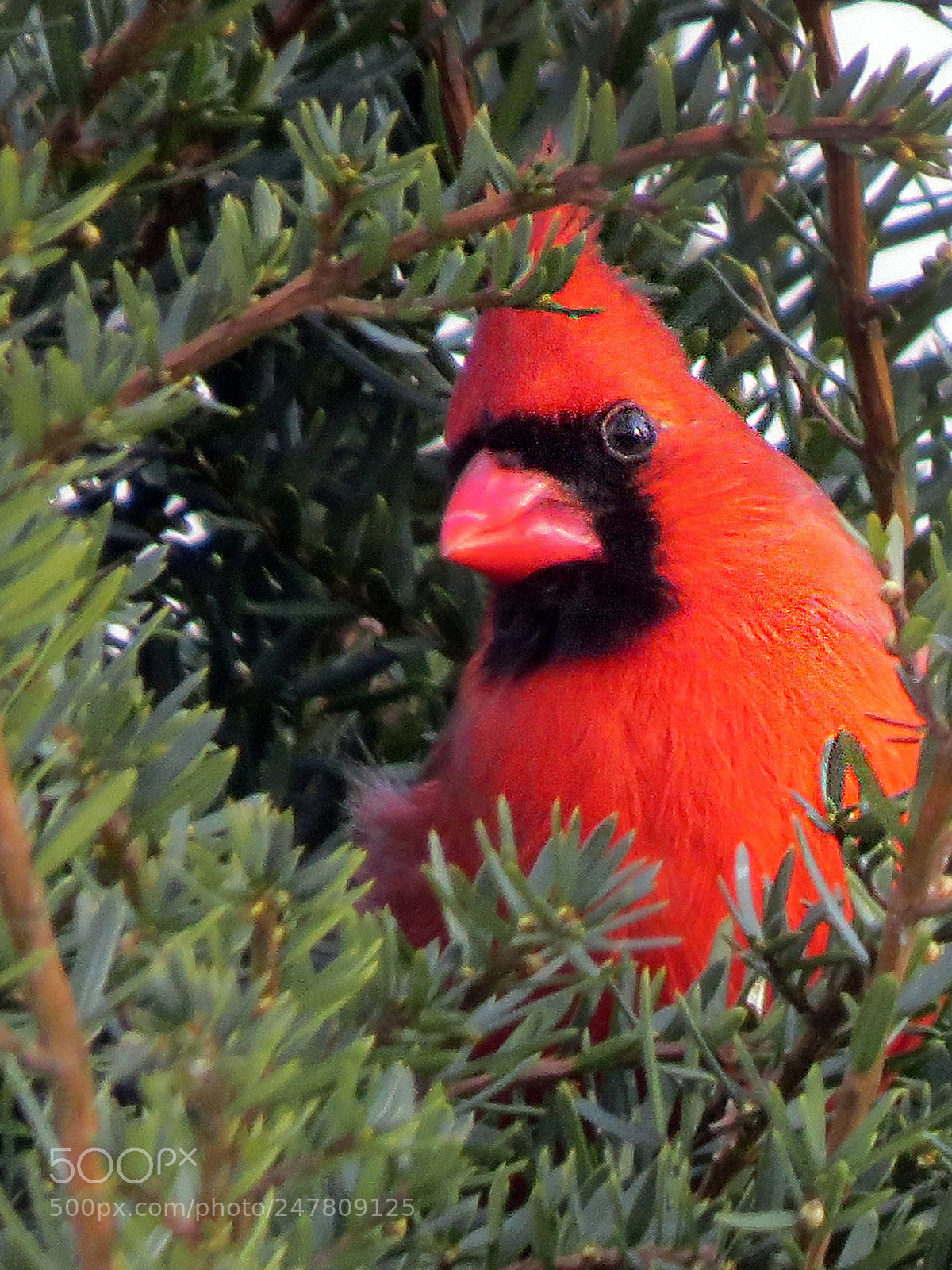 Canon PowerShot SX50 HS sample photo. Red cardinal (male) photography
