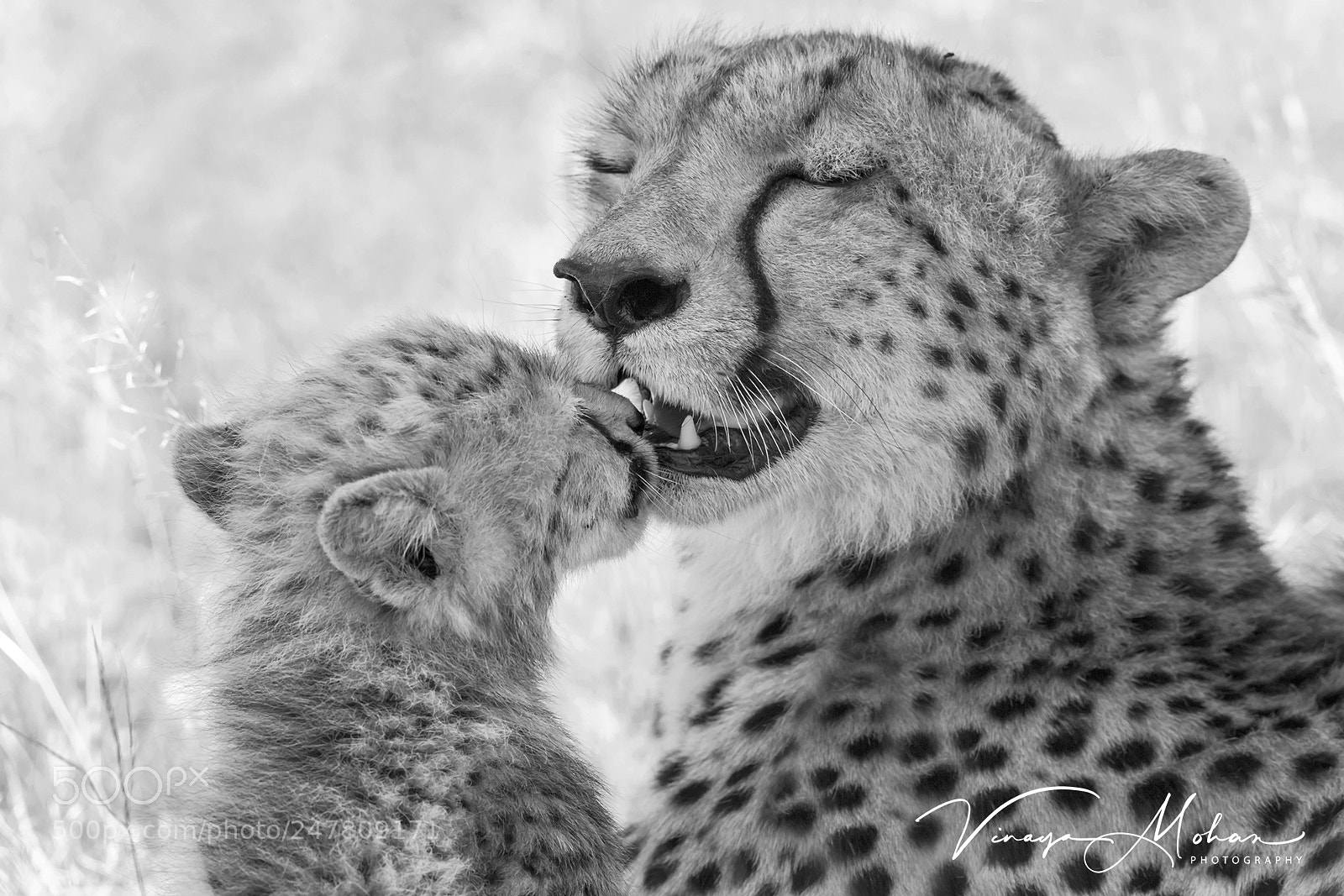 Nikon D5 sample photo. Mother photography