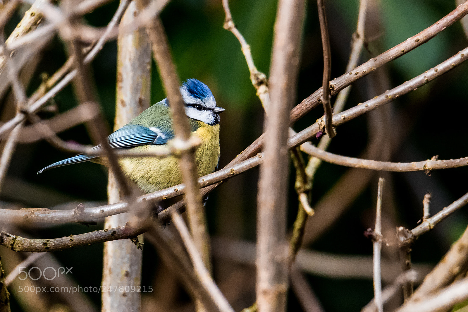 Canon EOS 7D Mark II sample photo. Blue tit photography