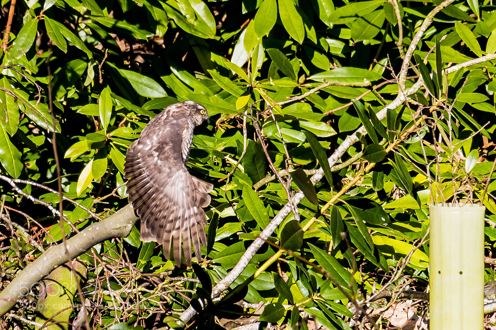 Canon EOS 7D Mark II sample photo. Sparrowhawk photography