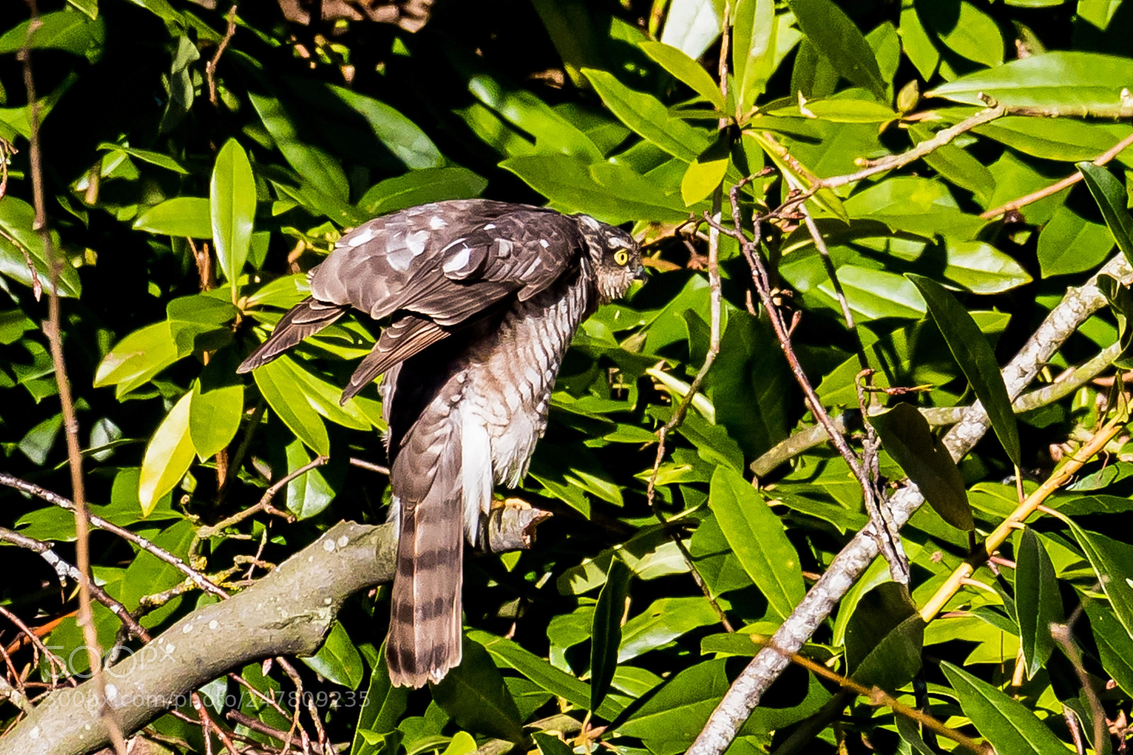 Canon EOS 7D Mark II sample photo. Sparrowhawk photography
