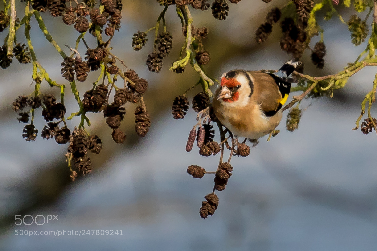 Canon EOS 7D Mark II sample photo. Goldfinch photography