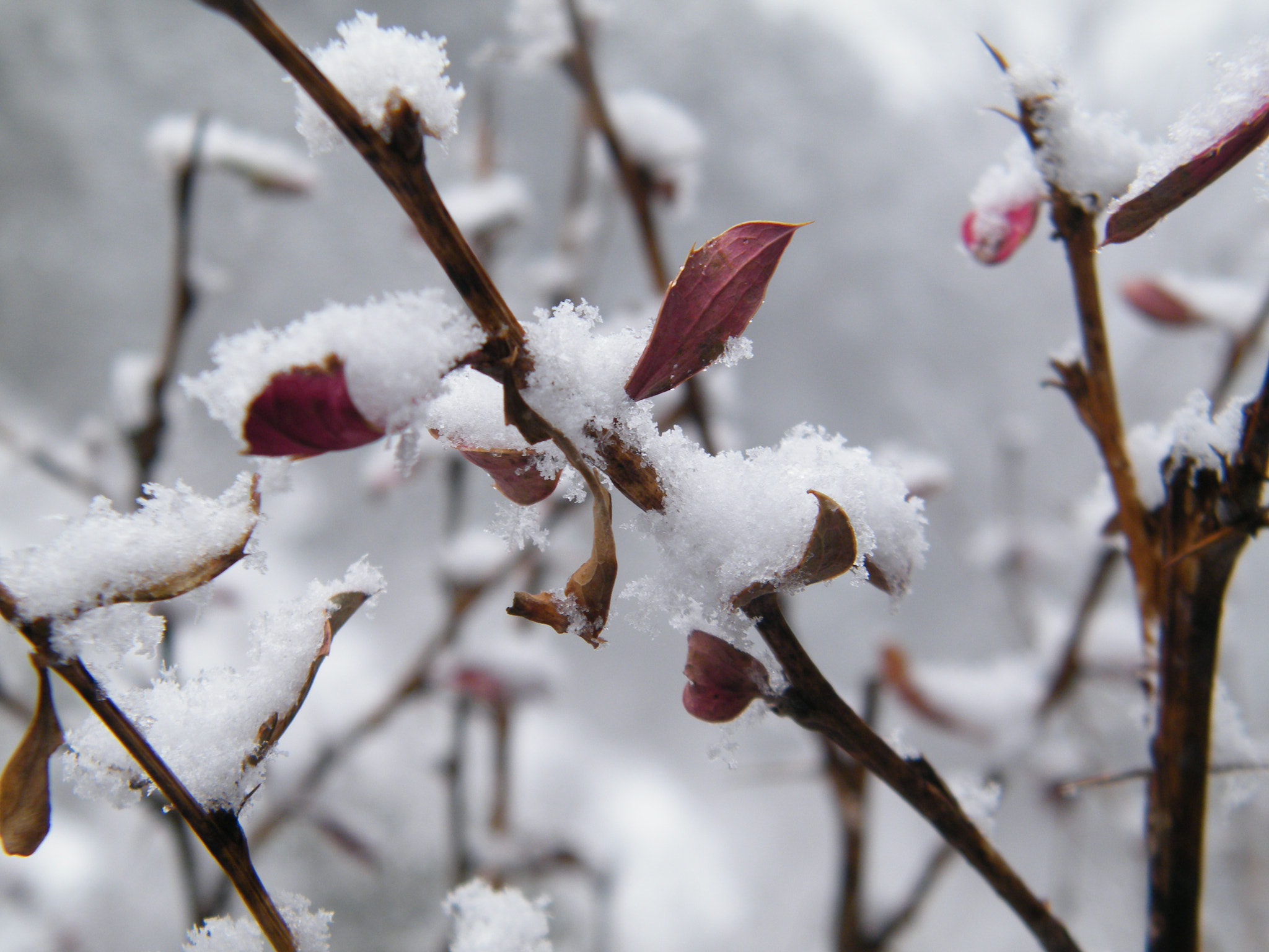 Fujifilm FinePix S2000HD sample photo. Snow photography